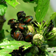 Illustration for article titled Attack of the Japanese Beetles!